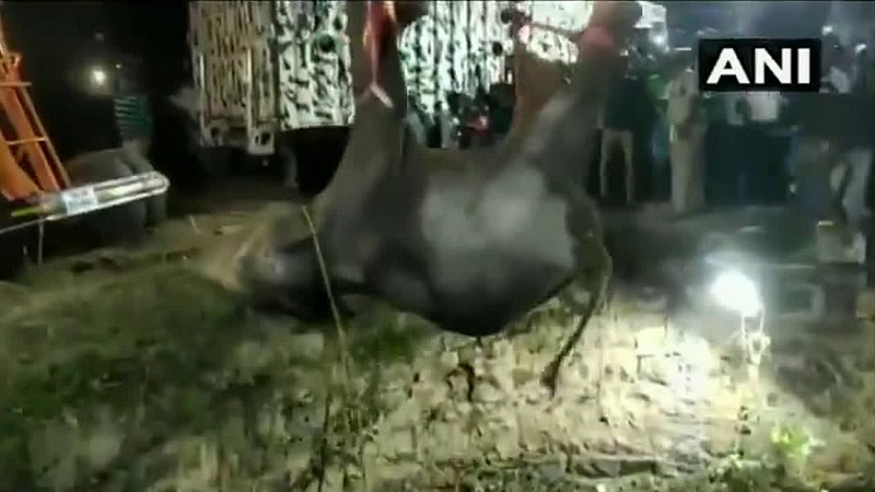 elephant