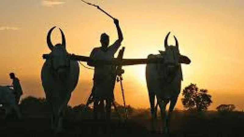 Akola News: Farmers Diwali will finally go in the dark!