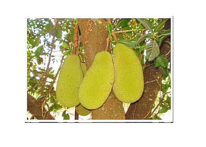 A Blow To The Fruit processing industry Kolhapur Marathi News
