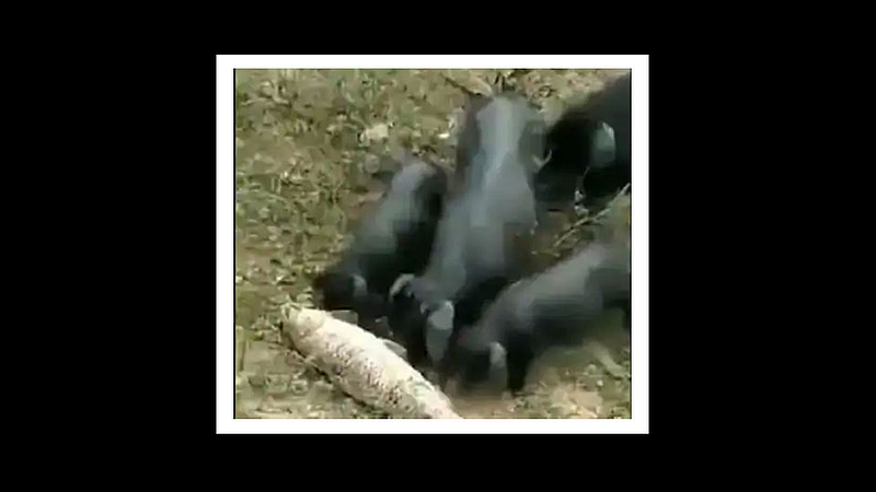 baby pigs save life of fish video viral on social media