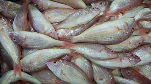If you eat fish, be careful ...