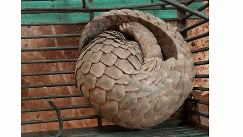 The shell of the racket that smuggled the scaly cat into the lanyard