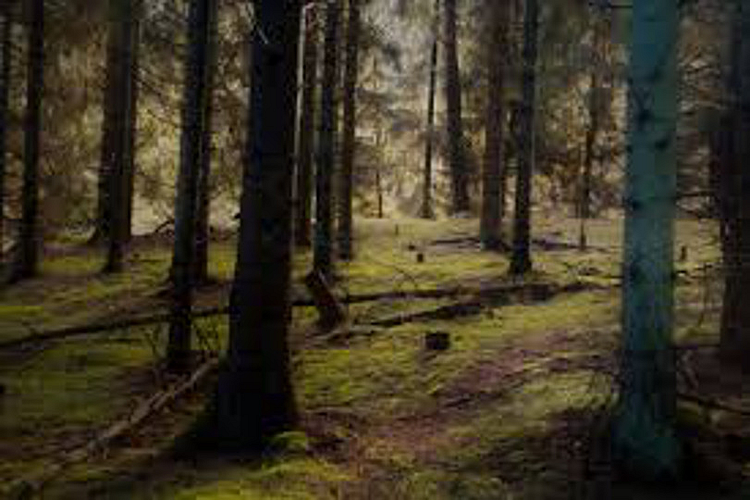 forest.jpg