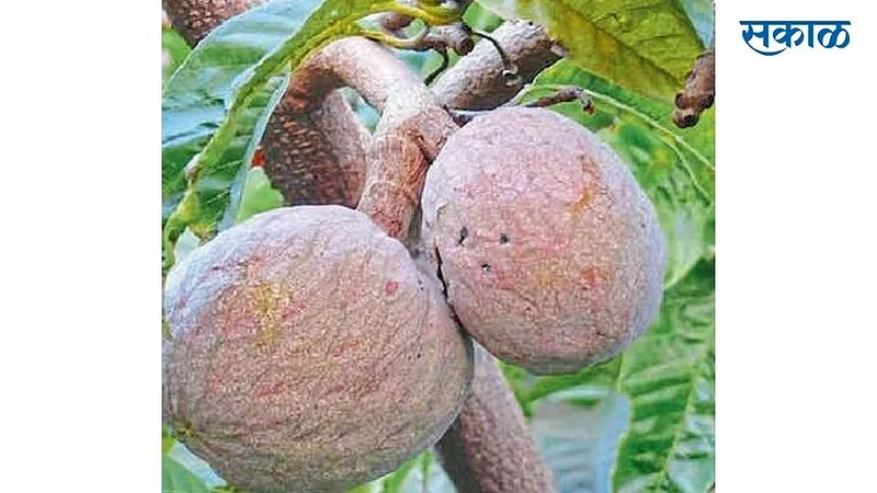 the fruit sale price market good but cultivation ignores in kolhapur