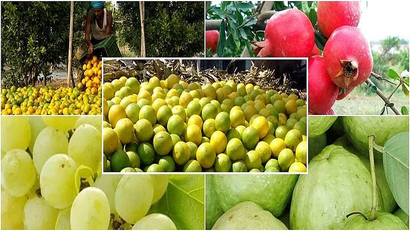 fruits.jpg