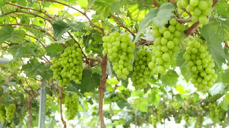 Let's save the orchards and also look at food exports