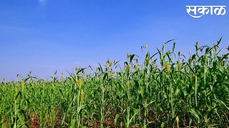 jowar crop on 14 thousand hectares in nipani but atmosphere effect on crop}