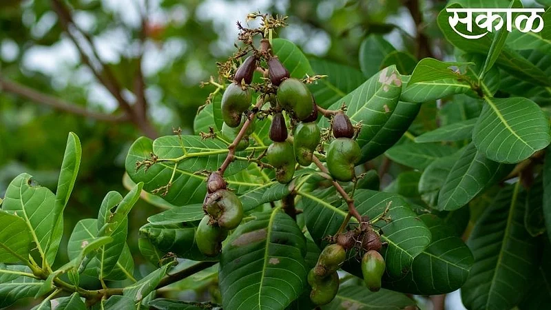 crop of cashew and mango hectory damage in ratnagiri}