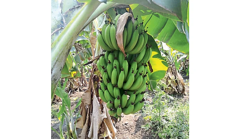 Dongarkeda keli photo