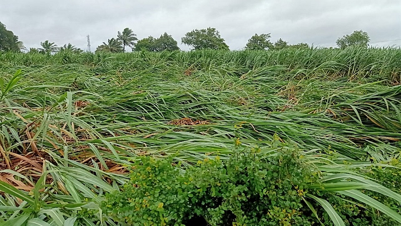 Rain Damage To Sugarcane In Chandgad Taluka Kolhapur Marathi News