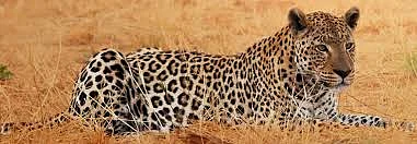 leopard