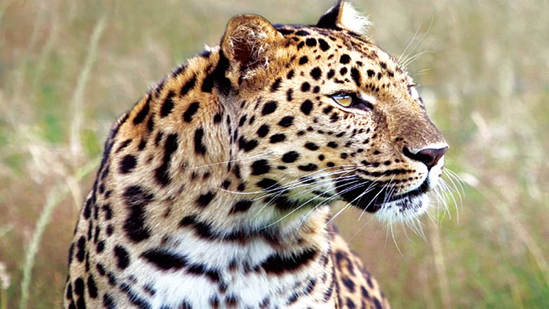 leopard in buldana district.jpg