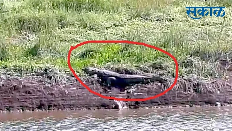 Crocodiles In Hiranyakeshi River Kolhapur Marathi News}