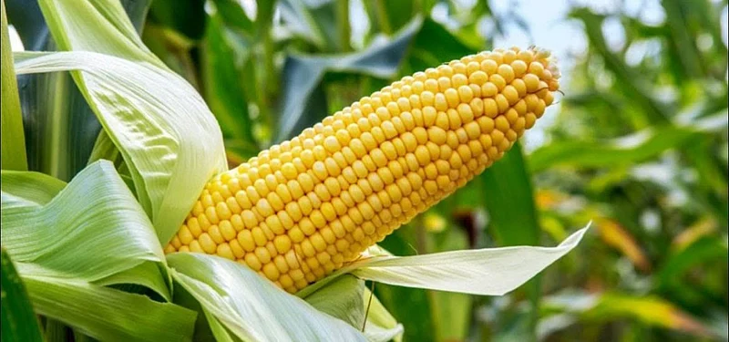 maize in buldana district.jpg