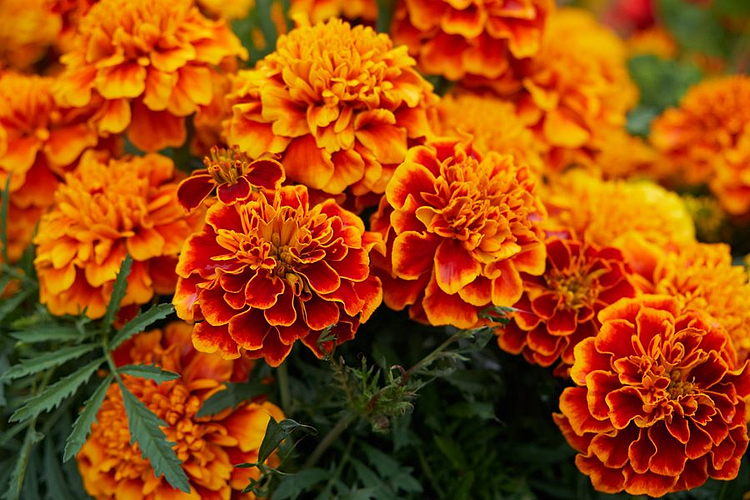 marigold flower news