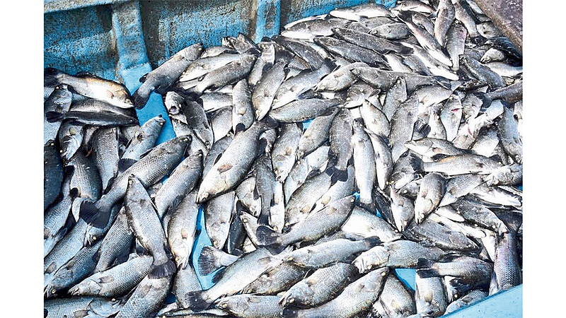 fish market