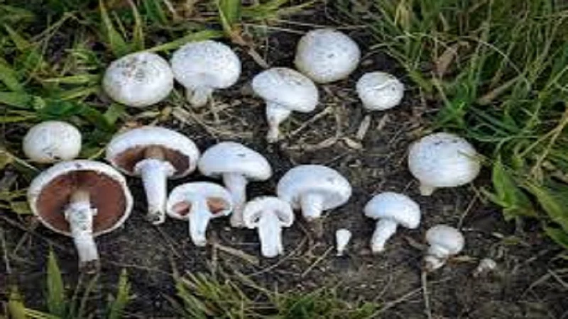Poisoning of nine people by eating mushrooms in sakharpa ratnagiri