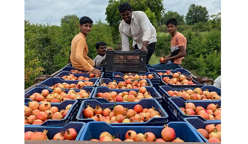 चिकाटी, जिद्द व प्रामाणिकपणाच्या जोरावर फुलवली शेती, झाली लाखोंची बरसात