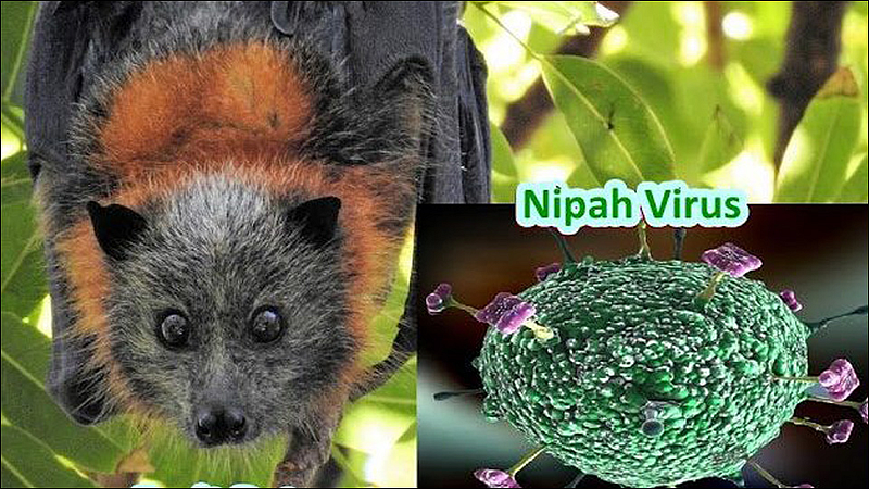 nipah virus found again in Kerala