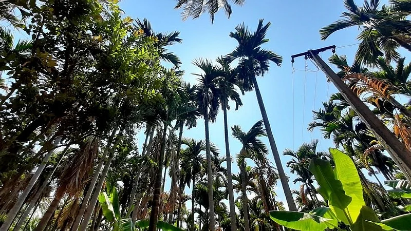 crop areca nut 100 hectares damaged nisarga cyclone in konkan mandangad