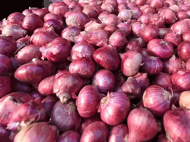 onion prices down