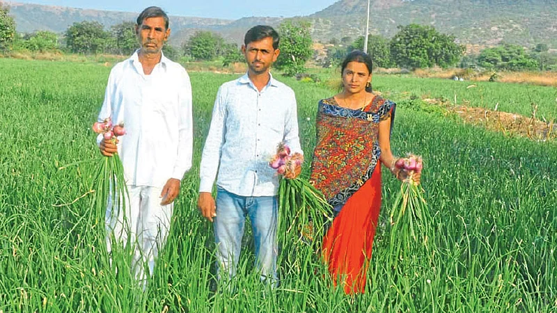 onion crop