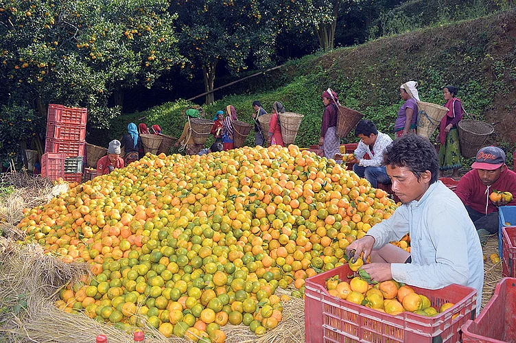 Nagpur lags behind in orange production Orange marathi news