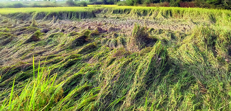 This year has been a difficult year for farmers