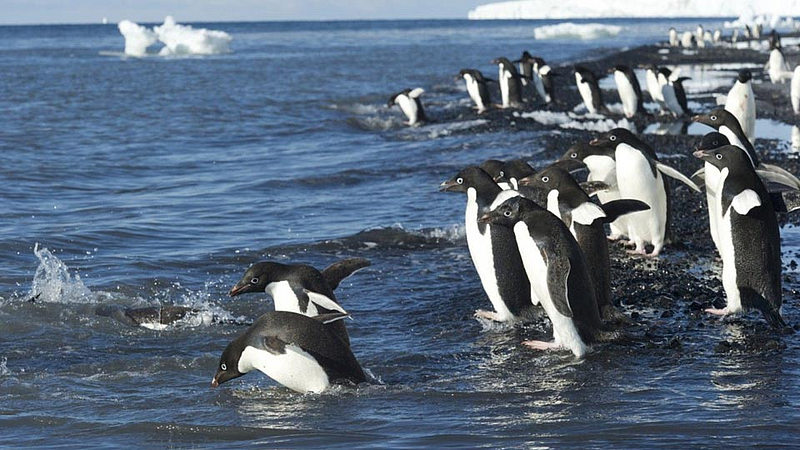 penguins