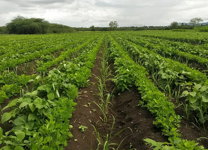 Kharif crops in Valva taluka