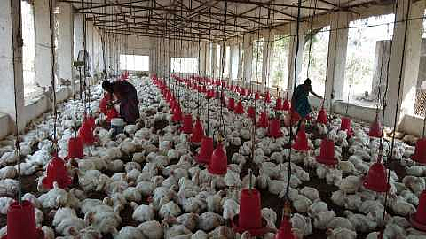 Akola News: A 22-year-old man earns Rs 2 lakh a month from poultry