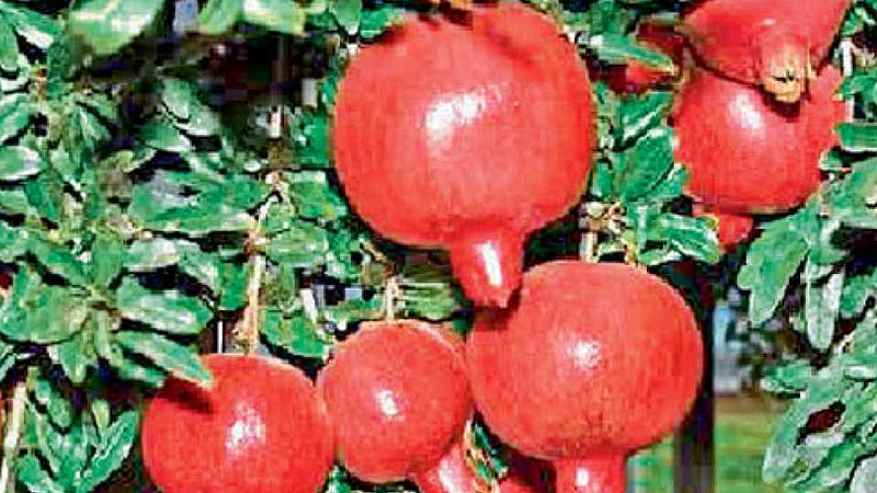 pomegrante
