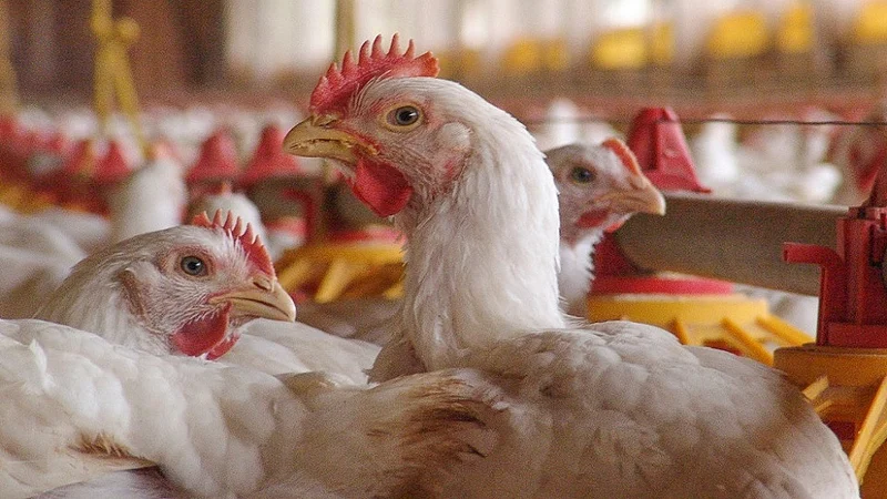 poultry