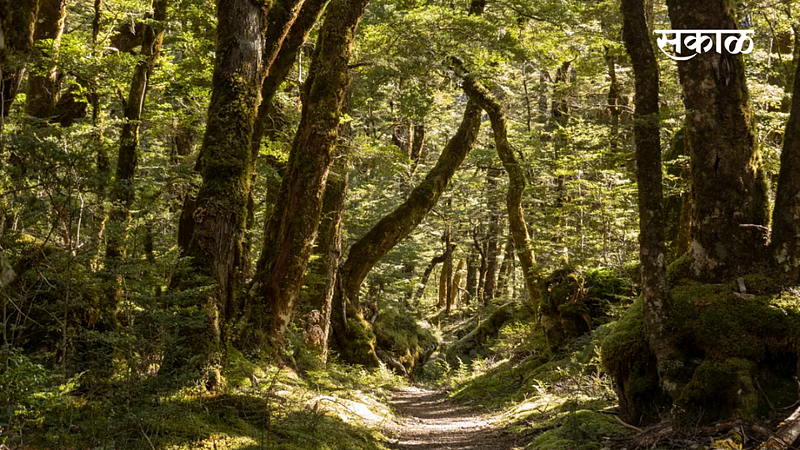 forest