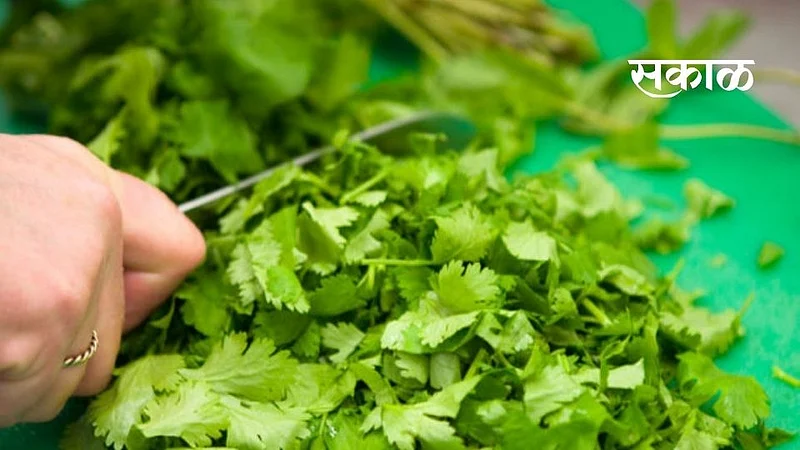 cilantro