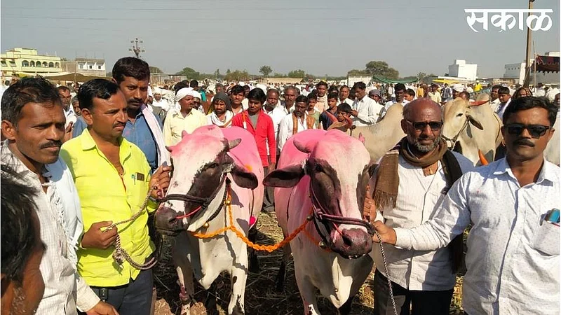 Nalegaon Cattle Market