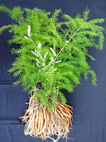 This plant is good for health