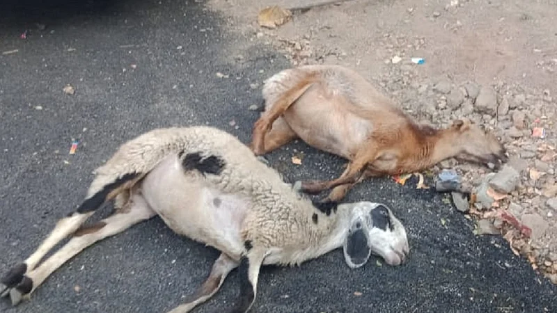 sheeps