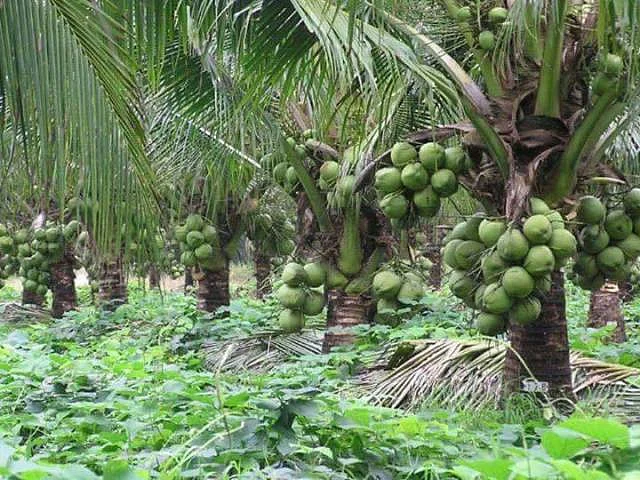 Shindi is still bound to the paddy crop