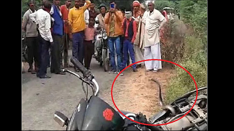 angry cobra captures bike after after tale injured at uttar pradesh