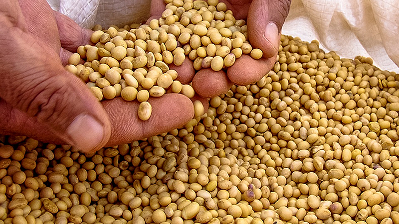 Rates collapsed of tur dal and soybeans import policy farmers amravati