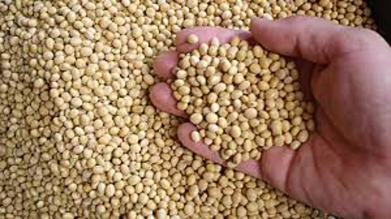 soyabin market