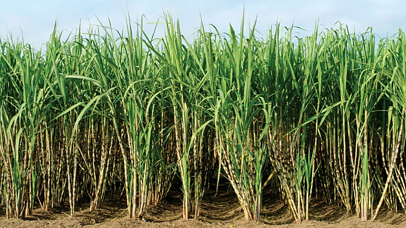 sugarcane1.