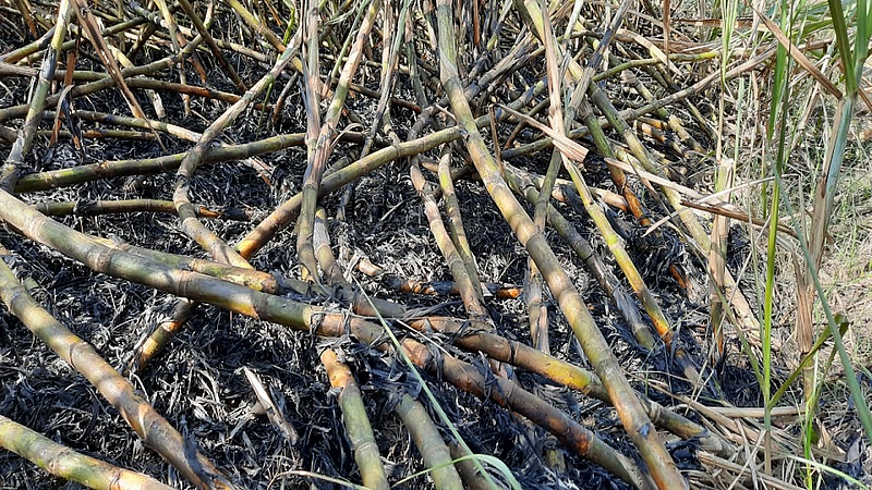 sugarcane nifad.jpg