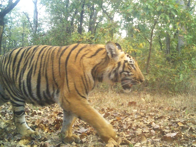 The Death of a Tiger in a battle of Habitat
