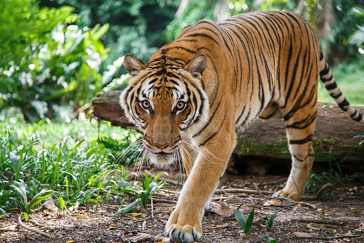 इग्रजांनी सातपुड्यातील वाघ संपवले...का ? कशासाठी, तर वाचा सविस्तर !