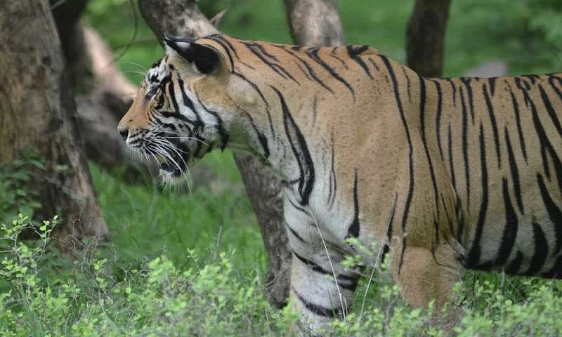 यावल टायगर कॉरिडोर बनलाय संवेदनशील