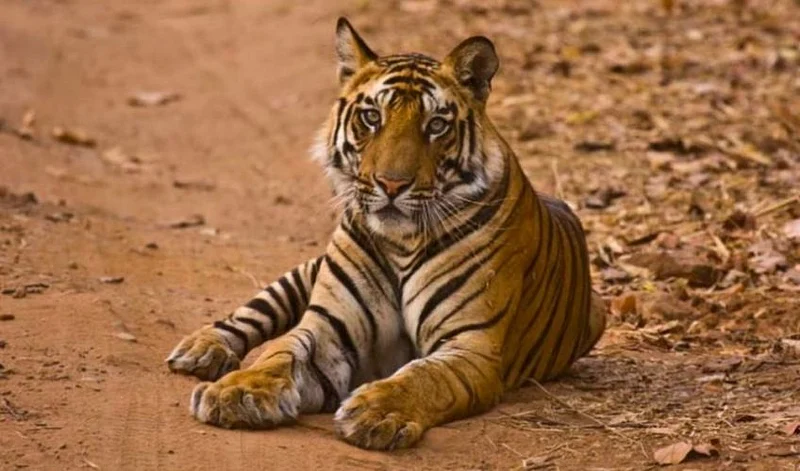 one died in tiger attack in saoli of chandrapur