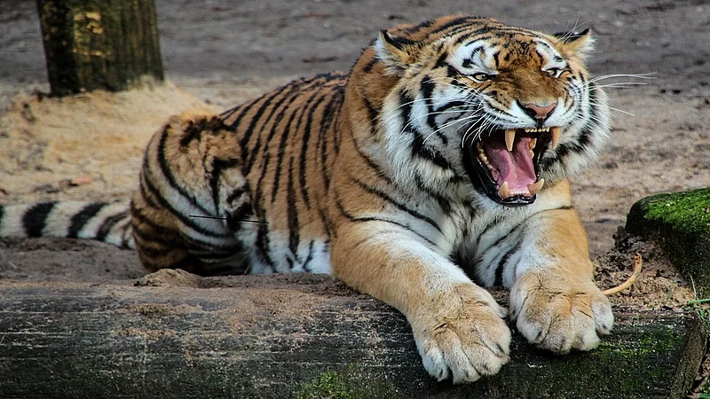 Catch that tiger who killed farmers seek farmers association