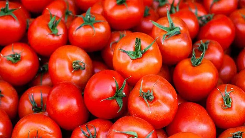 tomato 1.jpg